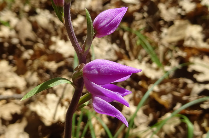 Cephalanthera rubra / Cefalantera rossa